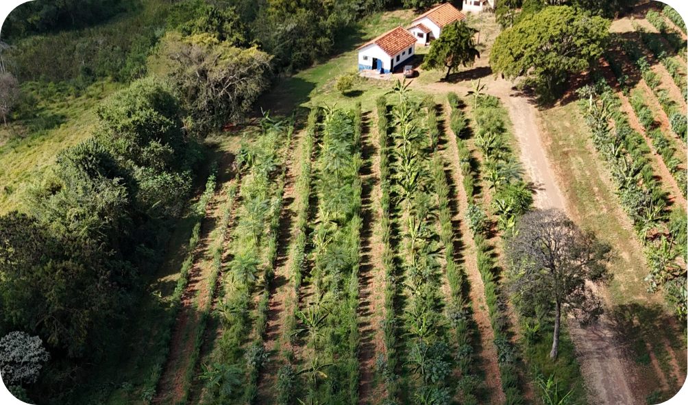 Carbono Agroflorestal