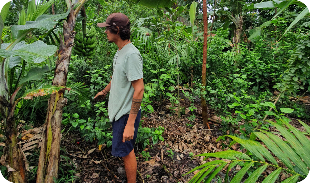 1 bilhão de árvores