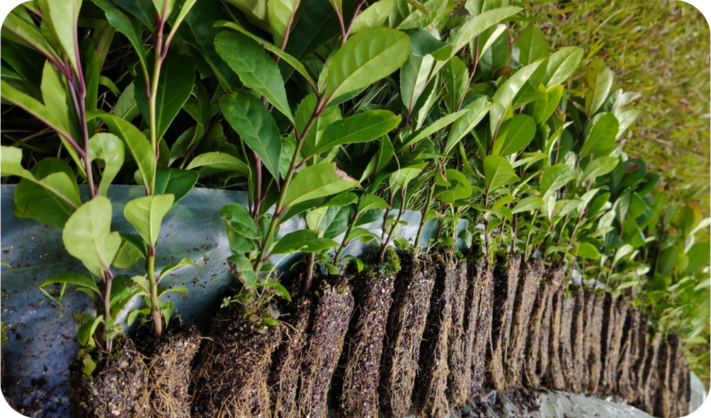 Impacto socioambiental: pense global, aja local