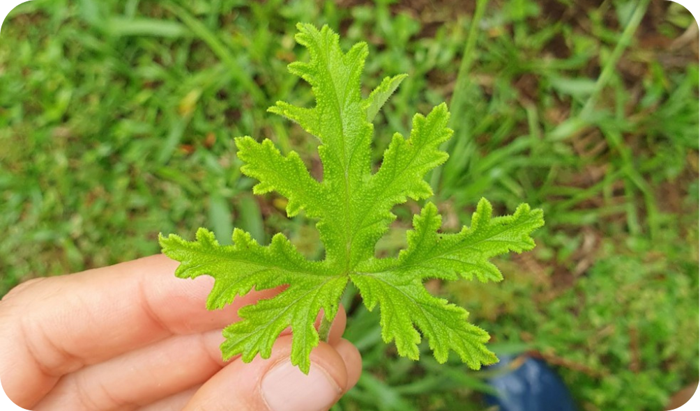 Capitalismo Regenerativo