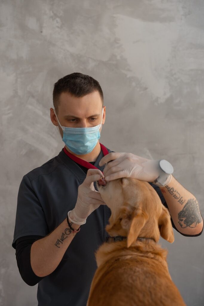 dentista veterinário examinando um cão dentista veterinário