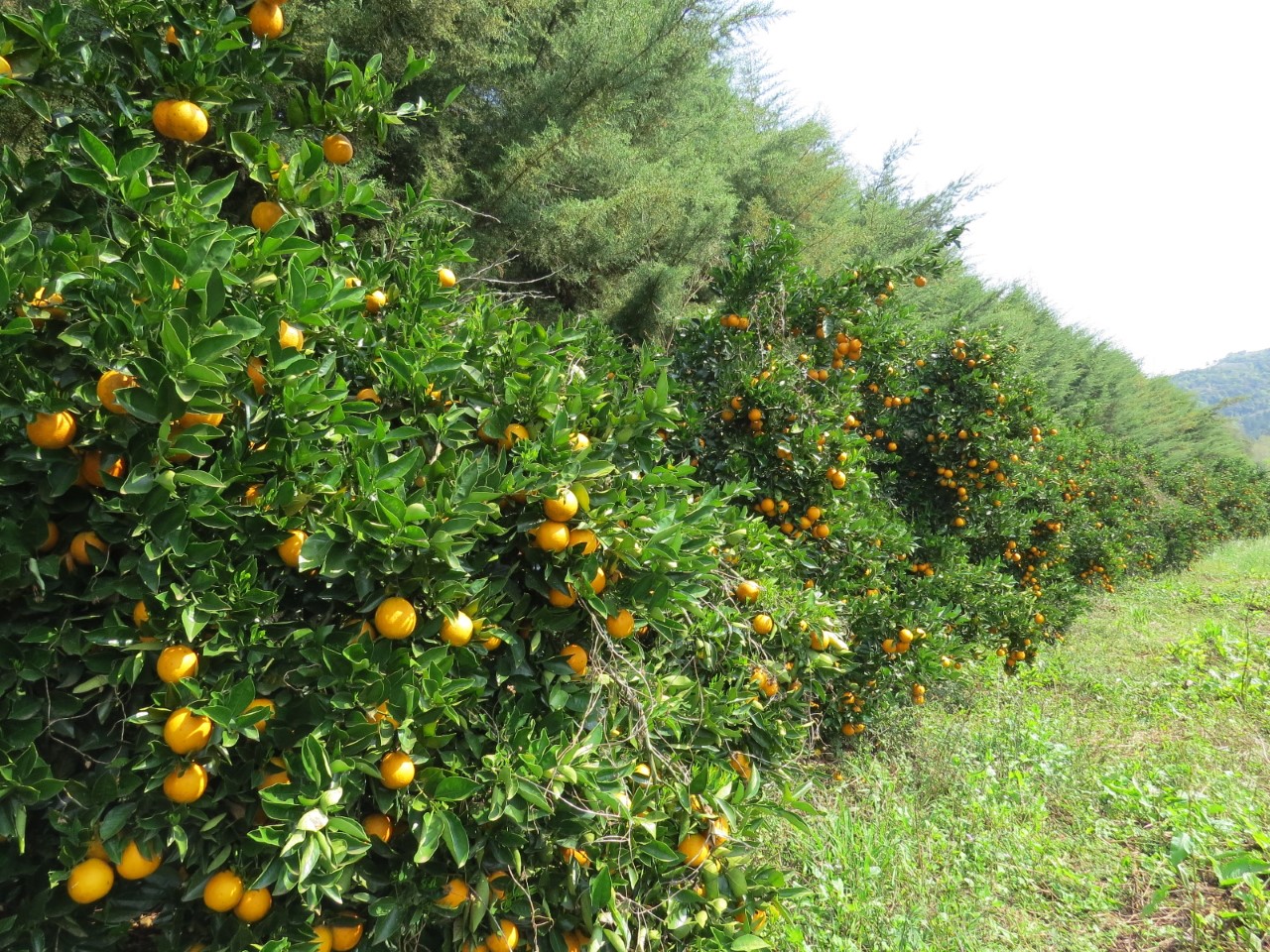 Área de produção de citrus