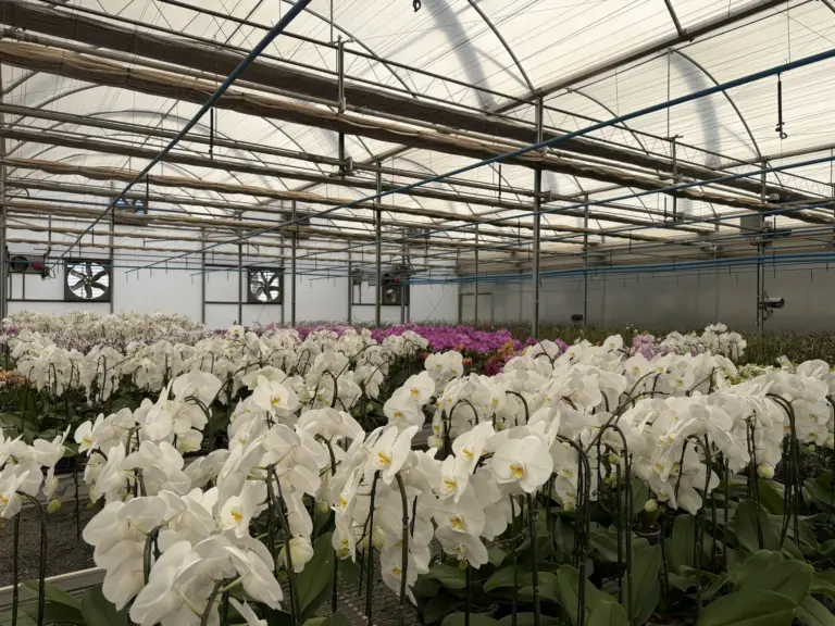 Estufa automatizada com cultivo de orquídeas em Funilândia