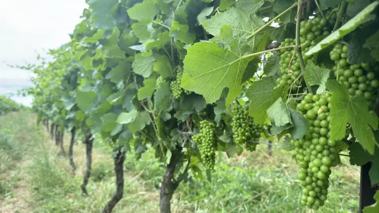 Cachos de uvas verdes em vinhedo da Salton na Campanha Gaúcha