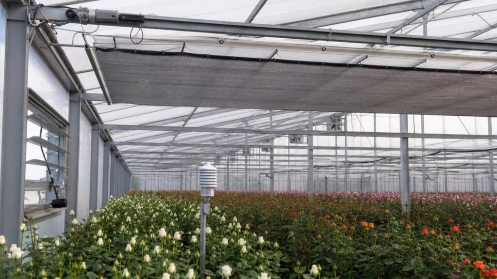 Cortina de sombreamento automatizada e sensor de microclima em estufa de rosas