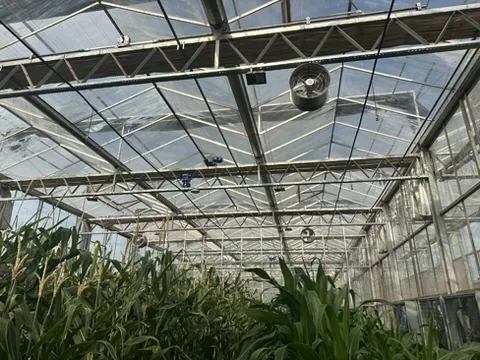 Cultivo experimental de milho em estufa com ventilação e controle climático automatizado