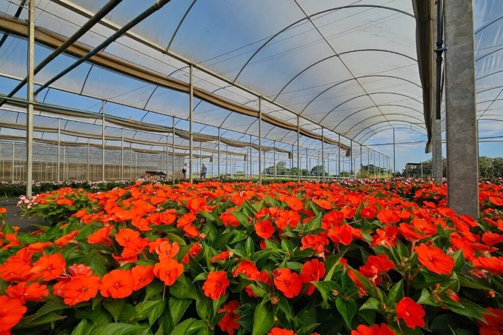 Estufa de flores vermelhas com estrutura para monitoramento de luz e radiação