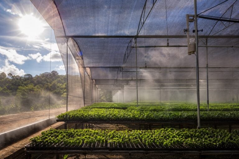 Viveiro protegido por sombreamento e nebulização durante calor intenso