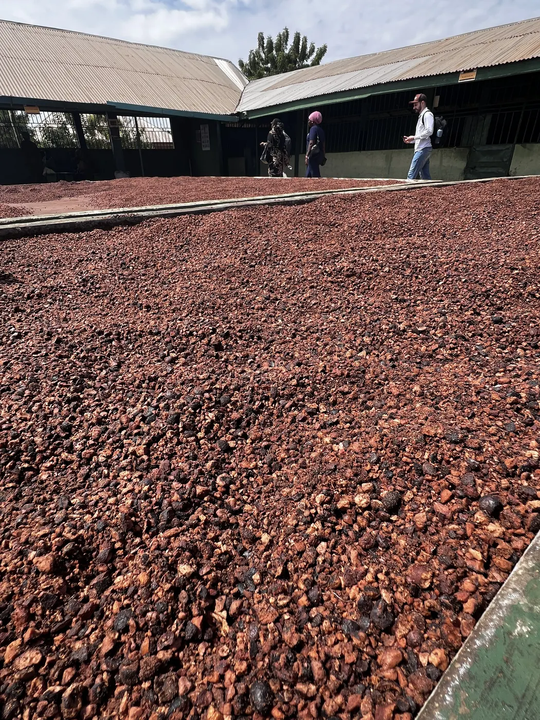 Nozes de karité secando em área aberta de unidade de processamento em Gana