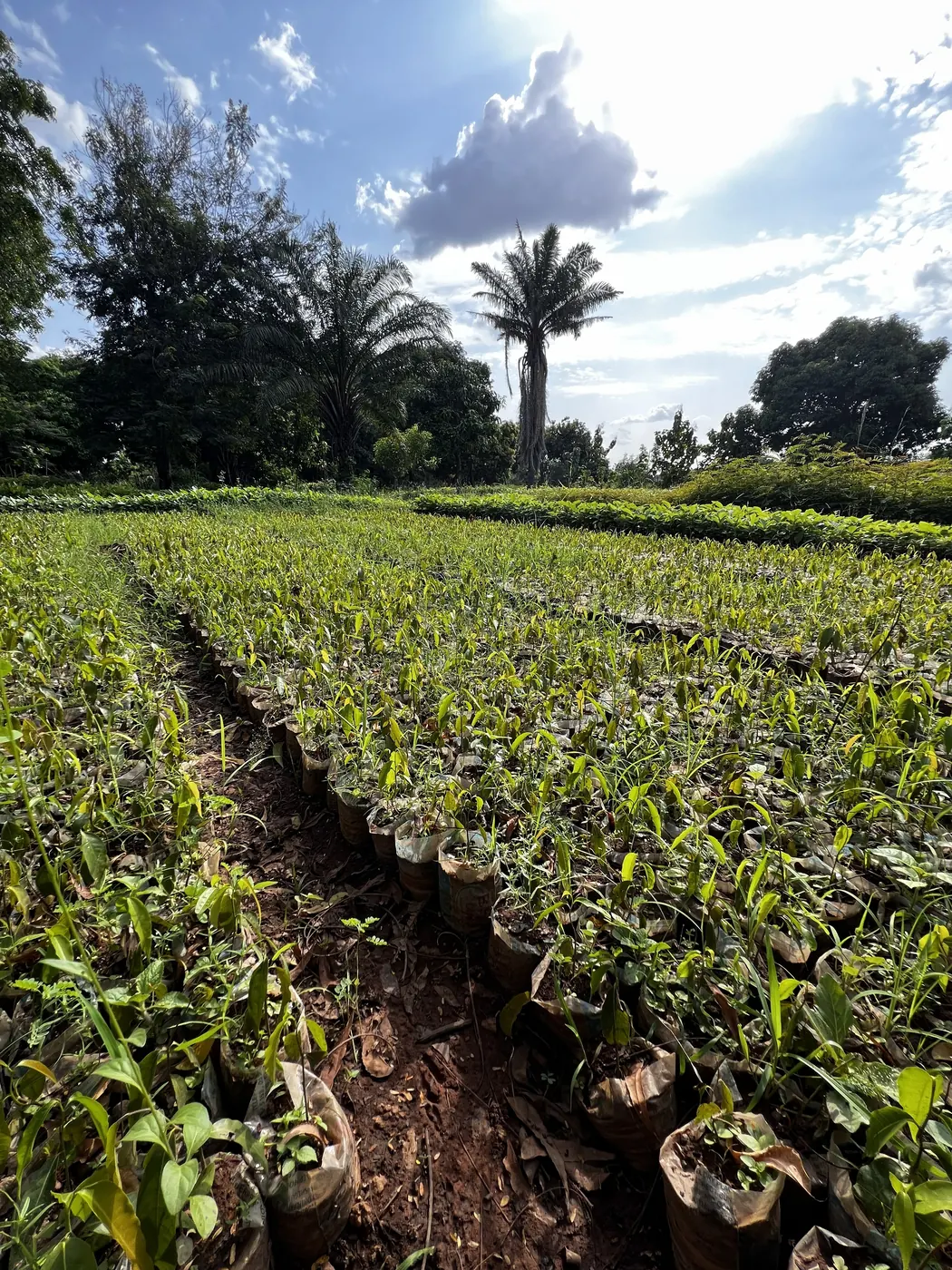 Área verde de cultivo de mudas de karité no norte de Gana