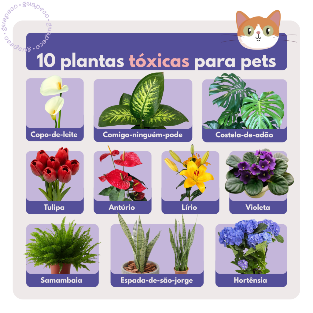 Plantas tóxicas para os pets