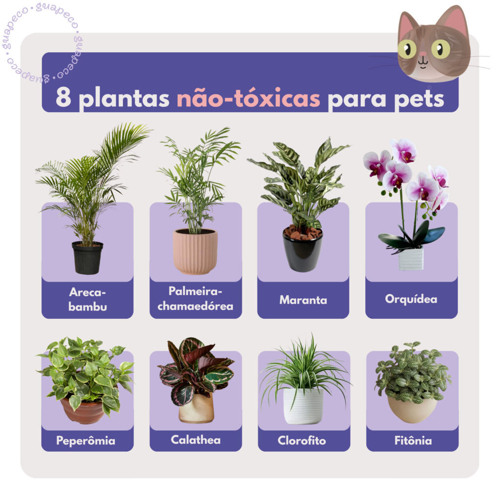 Plantas não-tóxicas para os pets