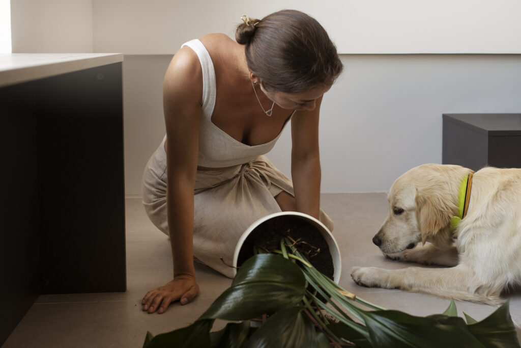 plantas toxicas para pets