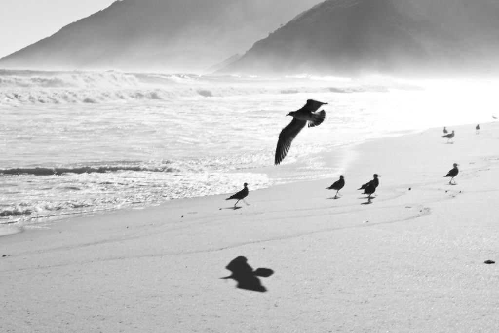 Na praia deserta um pássaro persegue a sombra. Névoa marinha.