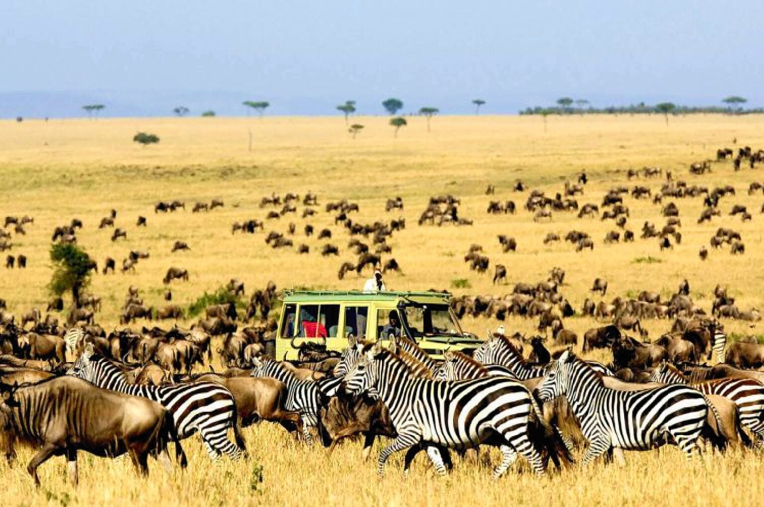 7º DIA - SERENGETI