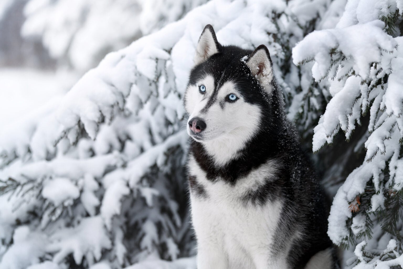 Beautiful dog Siberian husky portrait outdoors
