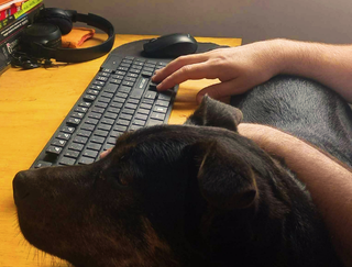 Nosso jeito de trabalhar - Pet 3 - V360